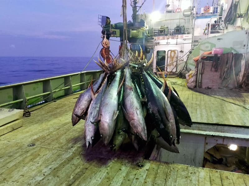 マグロ水揚げイメージ