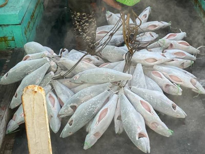 マグロの急速冷凍イメージ